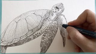 🐢Рисую линером морскую черепаху🐠Линеры от Малевич😍