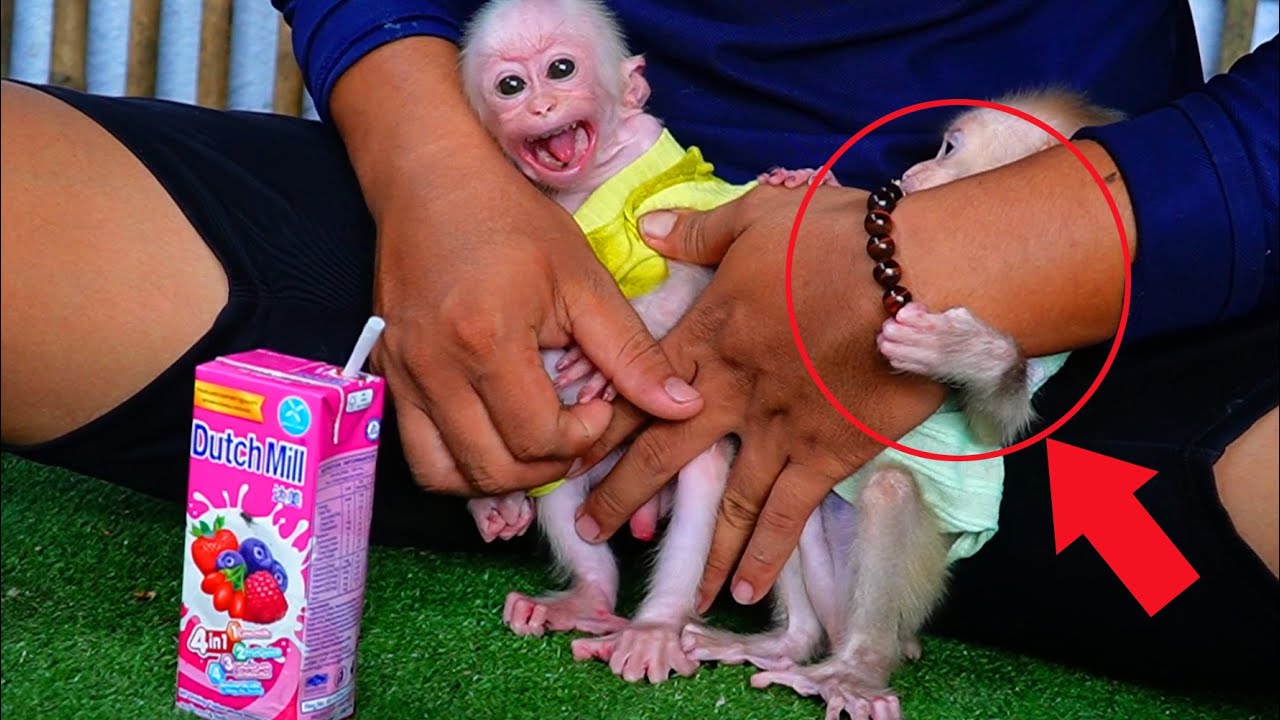 Wow Incredible Daddy Decide Separate Kapov Out From Him Soon Poor Monkey Screaming Loudly