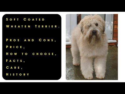 Soft Coated Wheaten Terrier. Pros and Cons, Price, How to choose, Facts, Care, History