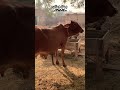 “Khubsurat Cow | Beautiful Cow Moments”