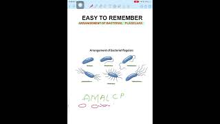 flagelar arrengement in bacteria  #biology #csirnet #lifescience