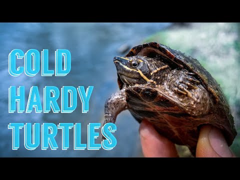 Βίντεο: Χρωματισμένη χελώνα - Chrysemys Picta Reptile Breed Hypoallergenic, Health And Life Span