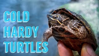 MY TOP 5 Cold Tolerant Turtle Species as Pets