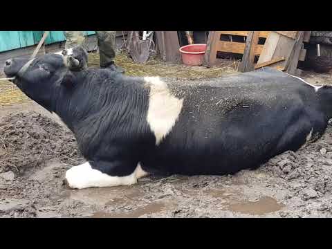Video: Kako Bikovi Vide