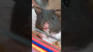 Startled hamster 🐹