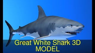 3D Model of Great White Shark Review