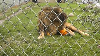 Lion with Pumpkin