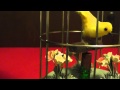 Schmid Bros Automaton Yellow Bird in Cage Music Box Japan
