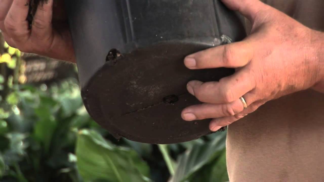 How to Plant Tomatoes in the Bottom of a Bucket YouTube