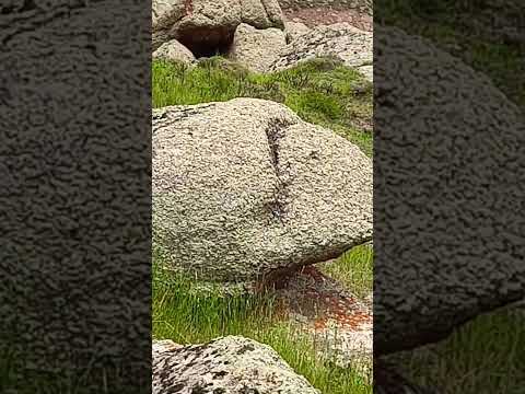 کله مار بزرگ از لانه درآمده و تکیه داده به سنگ جاودانگی و از دفینه اش محافظت می کنه گنج دفینه نماد