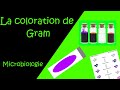 La coloration de gram