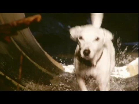 Pedigree 'Fetch' Commercial 2007 | FunnyDog.TV Pedigree 'Fetch' Commercial 2007 | FunnyDog.TV