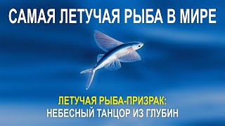 ЛЕТУЧАЯ РЫБА ПРИЗРАК НЕБЕСНЫЙ ТАНЦОР ИЗ ГЛУБИН, САМАЯ ЛЕТУЧАЯ РЫБА В МИРЕ