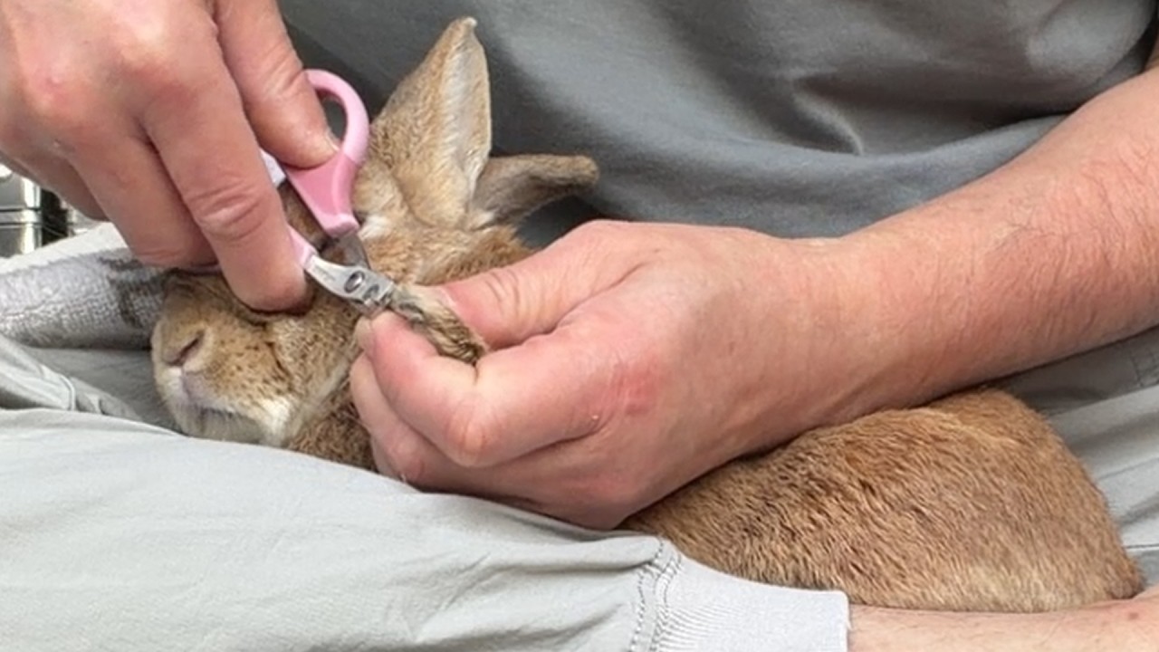 うさぎが６年間の爪切りで修羅場を克服した結果、飼い主と強い信頼関係が生まれました・・・　(No.2129)