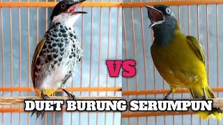 jangan remehkan dua burung ini !! DUET MAUT KUTILANG SUTRA VS KUTILANG BATIK‼️