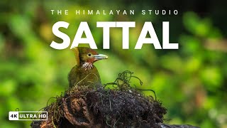 The Himalayan Studio: A Symphony of Colors in 4K | Silent Echoes of Sattal