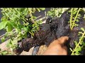 (Đx))4M198 gl cây cẩm thị 500k LH 0707713796 Khương bonsai 