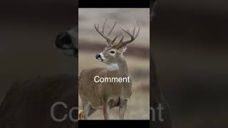 Your buck if you deerhunting hunting deer bucks