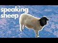 Sheep Essentials | EVERYTHING you need to know while raising sheep