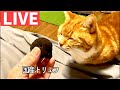 猫と国産トリュフと今後について