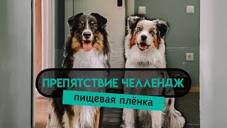 Испытание для собак! Реакция на пищевую пленку 😱 Невидимая стена челлендж. Аусси