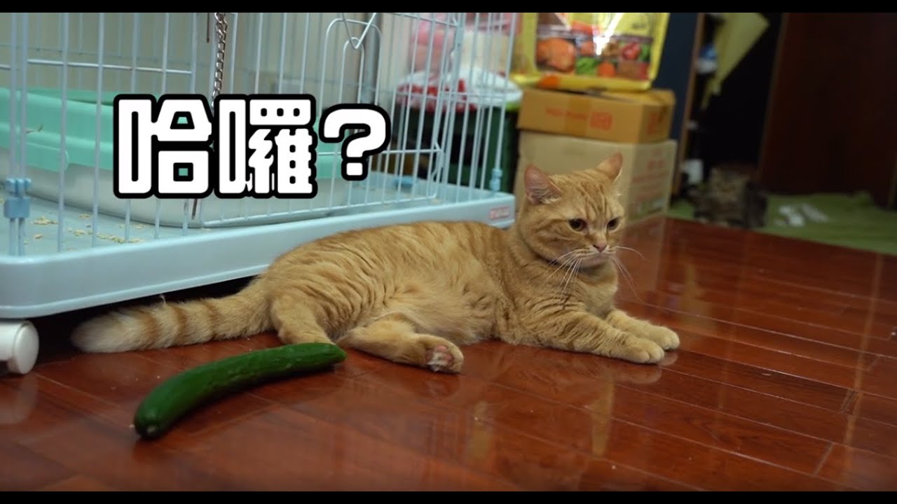 貓咪會怕小黃瓜嗎？實測貓咪對小黃瓜的反應｜蕎羽家的貓貓