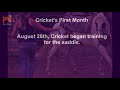 Cricket's First Month With Horse Bridge