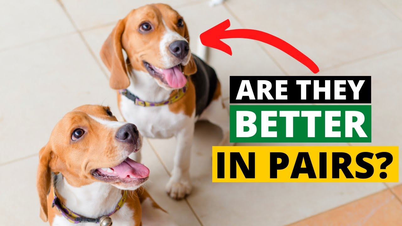 Should you get a second Beagle?