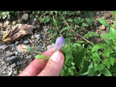 Video: Japanisches Wunder-Platycodon. Fortpflanzung, Kultivierung