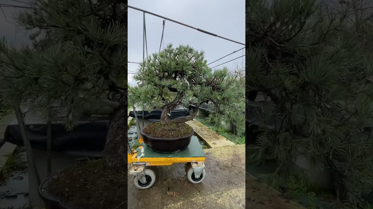 Pinus sylvestris 'Bonzai' - Pin Sylvestre - Pépinières Constantin