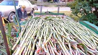 Making Sorghum Molasses~ From Field to the Jar