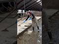 Hands On Barn Cleaning On An American Dairy Farm