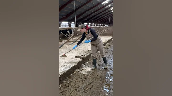 Hands-On Barn Cleaning on an American Dairy Farm 🐄🌾