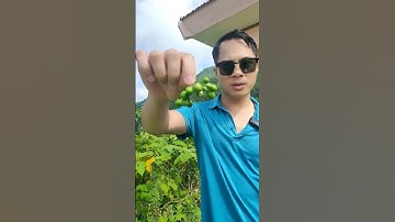 Cây cà dại nhưng ăn rất ngon #nguyenvancuong