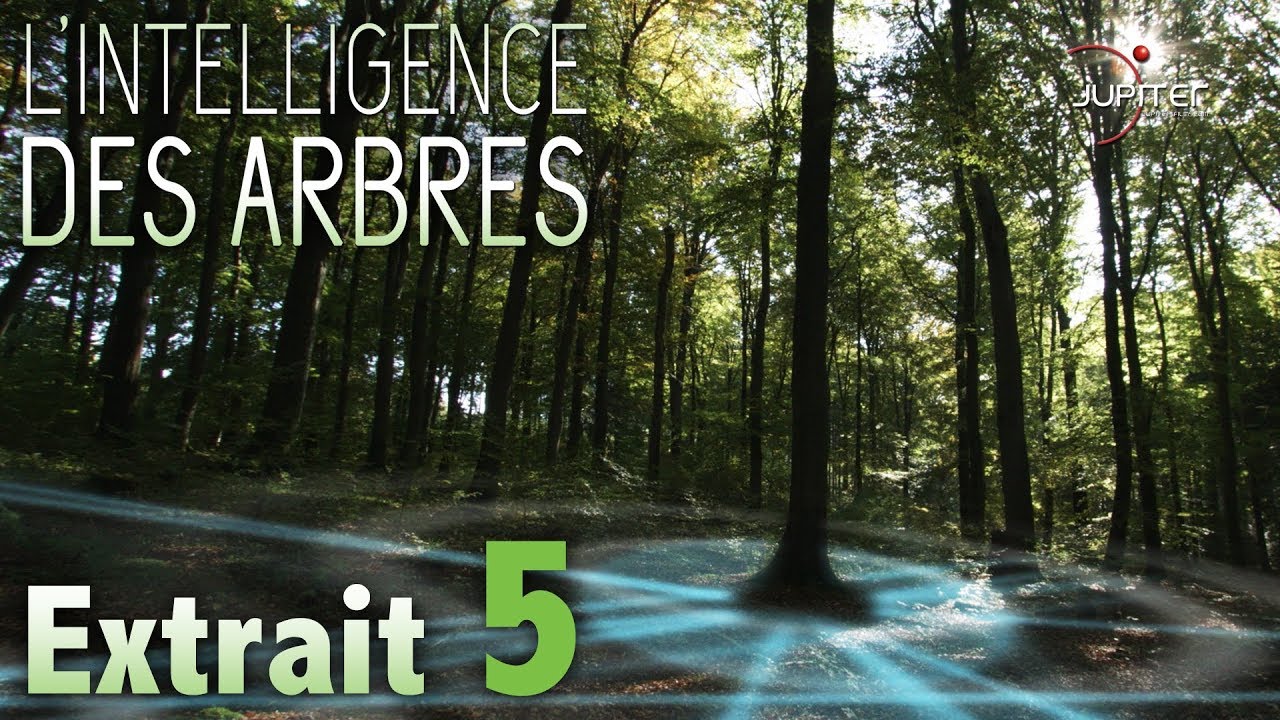 L'intelligence des arbres, le film et le livre qui sèment la