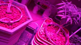 Dealing with early budding problem