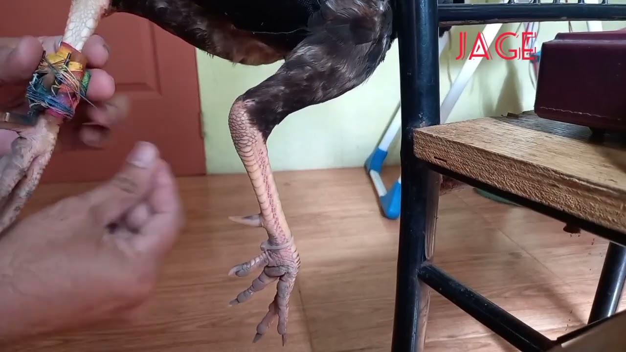 Pagkakabit ng Sangkong na Tari