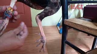 Pagkakabit Ng Sangkong Na Tari