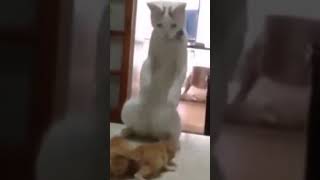 #Cutecat #Cat #Cats #Catlover #Catvideos #Catlovers #Catshorts #Funnycats #Funnyvideos #Cute #Shorts