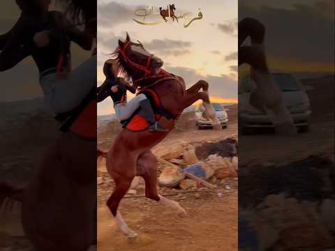 ماشاءالله الفارسة على الفحل المميز خيل فرس   حصان خيل عربيه اصيله