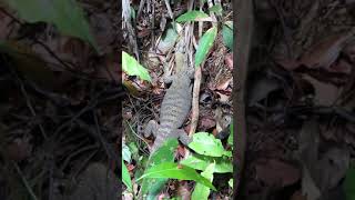 How to chillax like a Singapore Clouded Monitor Lizard Varanus Nebulosus