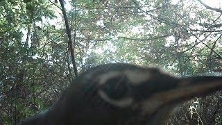CRAZY BIRD ATTACKING VIDEO CAMERA CLOSE UP Robin Red Breast