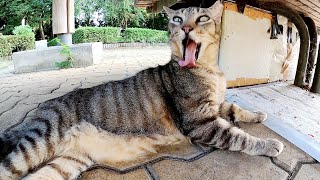 お腹がタプンタプンの猫を見ていたら、激しい毛繕いがはじまった