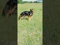 Zug verpasst 😁😅 #deutschland #dogtraining
