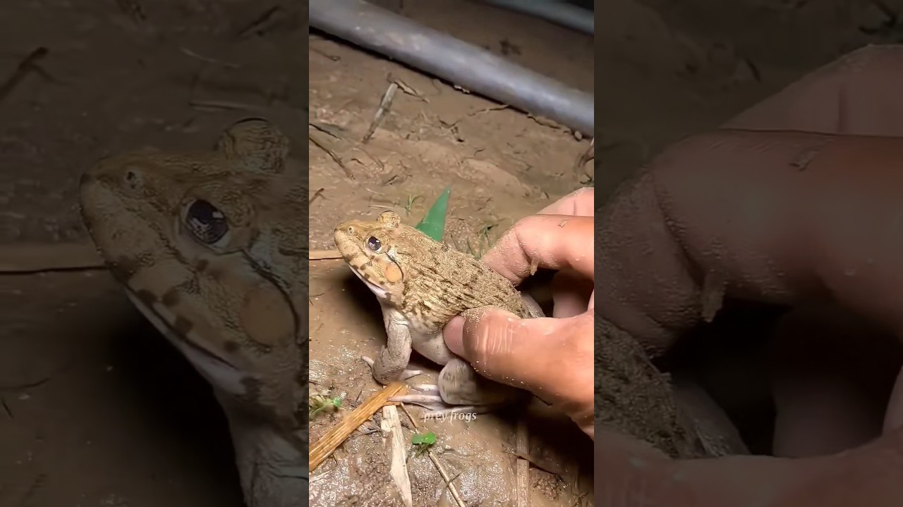 Boing catch frogs funny | froggy catch funny w🧐👺😁