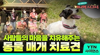 동물매개치료 - Youtube