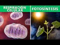 La respiración celular y la fotosíntesis: funciones, proceso, diferencias 🔬