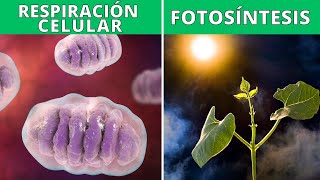 La respiración celular y la fotosíntesis: funciones, proceso, diferencias 🔬