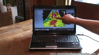 Horse Back Problems & Pain Identified Using Equine Thermography