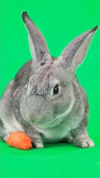 Rabbit carrot eating green screen animation background  #shorts #3d #3danimation #viral #greenscreen